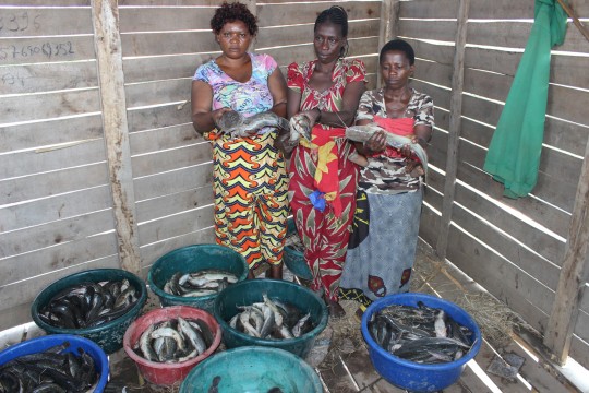 Récolte des poissons par les jeunes filles encadrées par UCBUM